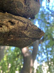 Pholcidae