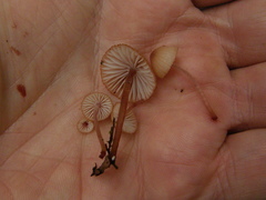 Mycena mariae