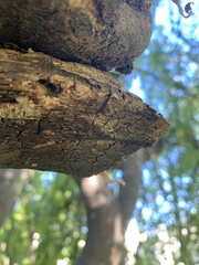 Pholcidae