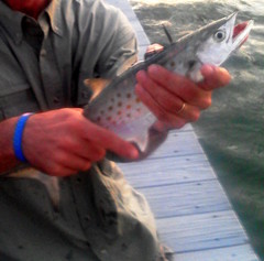 Scomberomorus maculatus