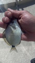 Diplodus holbrookii