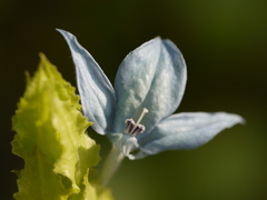 Ecbolium ligustrinum