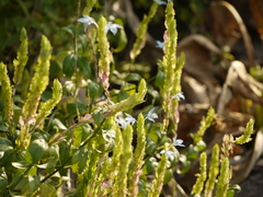 Ecbolium ligustrinum