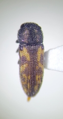 Acmaeodera opuntiae