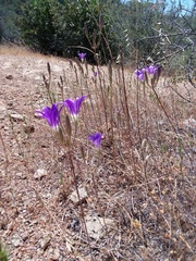 Brodiaea elegans