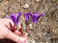 Brodiaea elegans