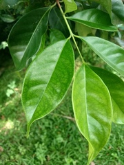 Syzygium polyanthum
