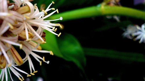 Dracaena fragrans