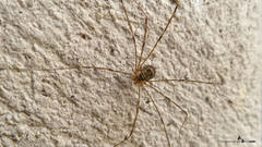Amilenus aurantiacus