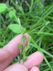 Carex festucacea