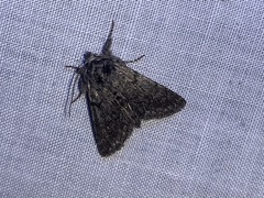 Pleromelloida conserta