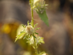Hibiscus hispidissimus