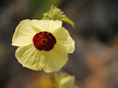 Hibiscus hispidissimus