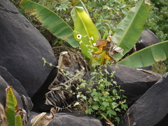 Hibiscus hispidissimus
