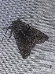 Pleromelloida conserta