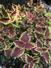 Coleus scutellarioides
