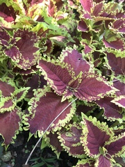 Coleus scutellarioides