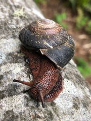 Monadenia subcarinata