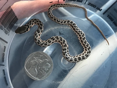 Photo of a Rhombic Skaapsteker (Psammophylax rhombeatus)