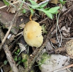 Strobilurus esculentus