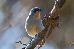 Pachycephala inornata