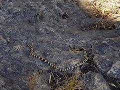 Homoroselaps lacteus