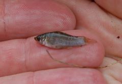 Poecilia latipinna