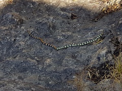 Homoroselaps lacteus