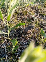 Bufotes viridis