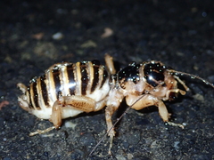 Ammopelmatus pictus