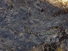 Homoroselaps lacteus