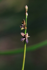 Carex loliacea
