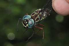 Austroaeschna sigma