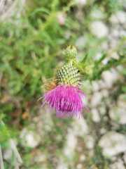 Cirsium mexicanum