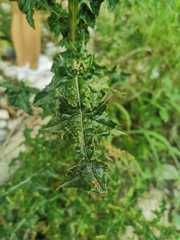 Cirsium mexicanum