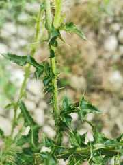 Cirsium mexicanum