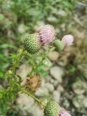 Cirsium mexicanum