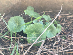 Umbilicus intermedius