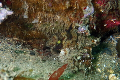 Centropogon australis