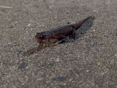 Pleurodelinae