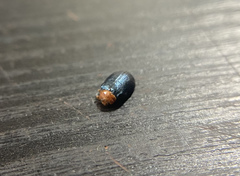 Plagiodera arizonae