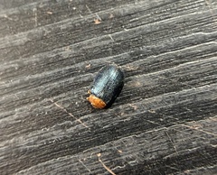 Plagiodera arizonae