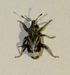 Listroderes apicalis