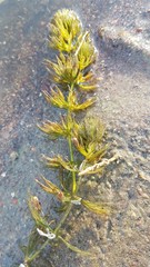 Ceratophyllum submersum