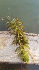 Ceratophyllum submersum