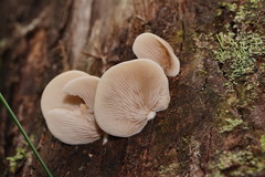 Crepidotus nephrodes