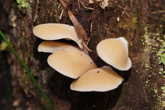 Crepidotus nephrodes