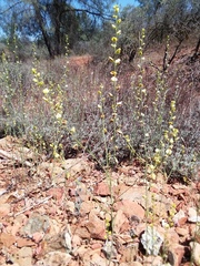 Streptanthus polygaloides