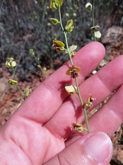 Streptanthus polygaloides