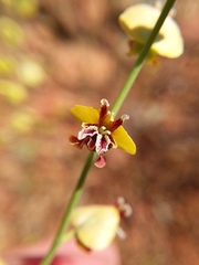 Streptanthus polygaloides